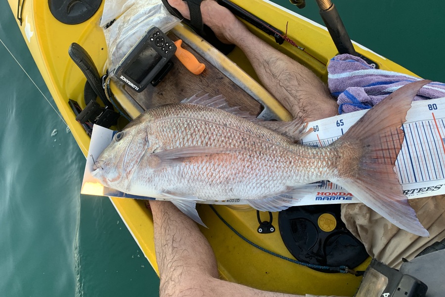 Mark Piskulic caught this 72.0cm Snapper at Doubtless Bay during The Export NZ Fishing Competition
